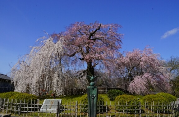 円山公園